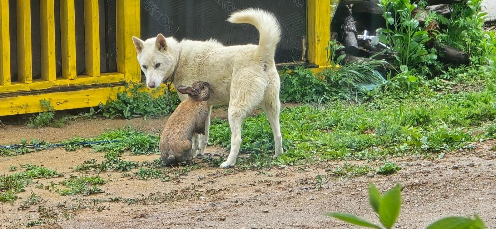 Forest Healing Park Cheongyu Ξενοδοχείο Κανγκούνγκ Εξωτερικό φωτογραφία